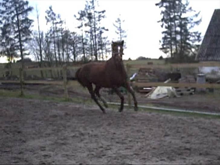 Anden særlig race Spizy (Special)*SOLGT* billede 16