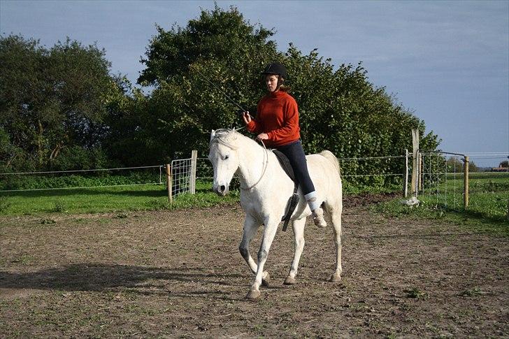 Anden særlig race Fritz - Galop i cordeo<3  billede 4