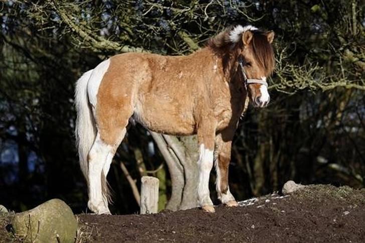 Anden særlig race Charming - Er jeg ikk sød?? heh:D  (fotograf Allan) billede 12