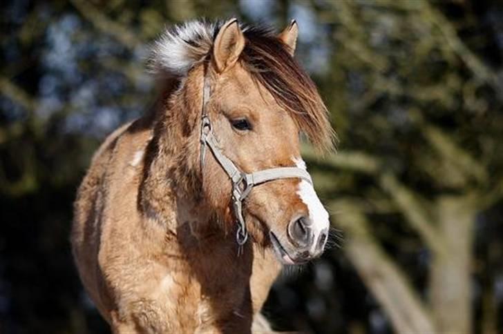 Anden særlig race Charming - hvem sagde mit navn? :D  (fotograf Allan) billede 13