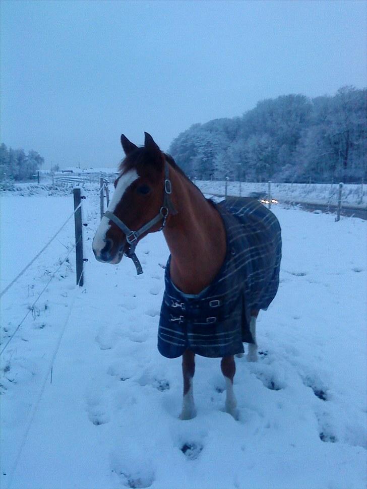 Svensk Sportspony  Puma (solgt :'(<3 - puma ude i sneen<3. billede 7