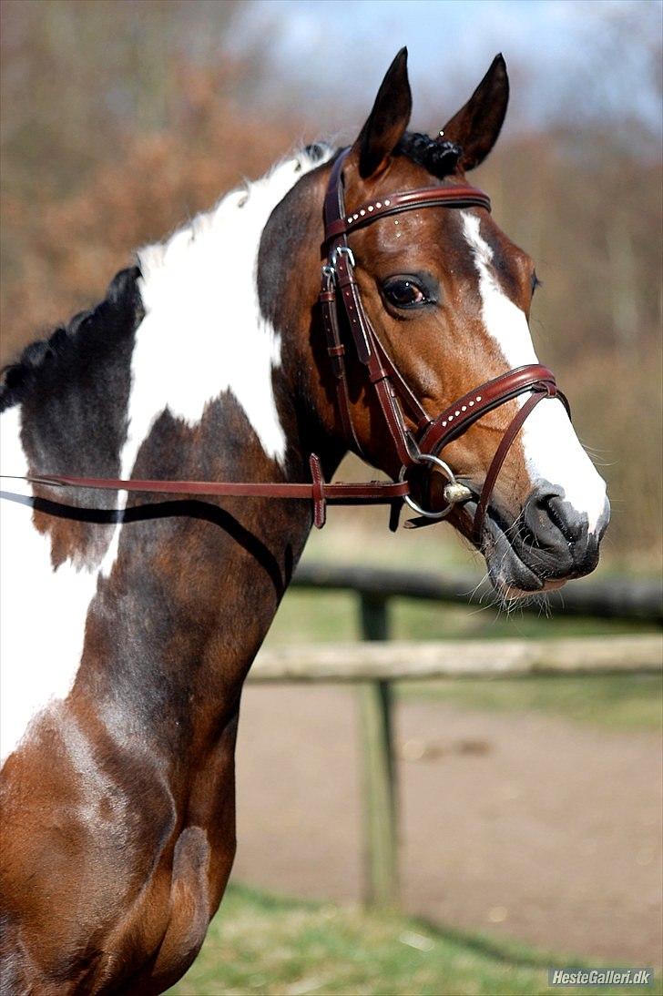 Pinto Indie (PONY) - Velkommen til Indies profil:-) billede 1