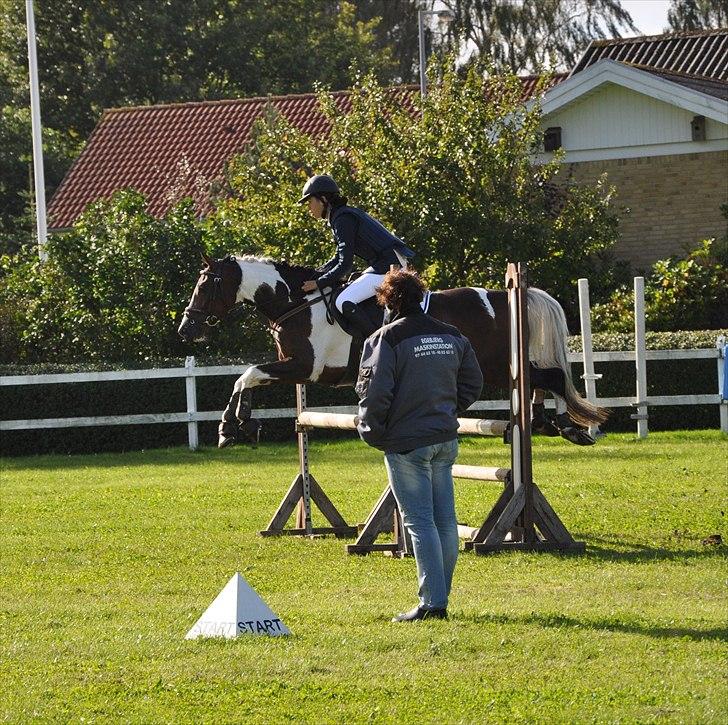 Pinto Indie (PONY) billede 6