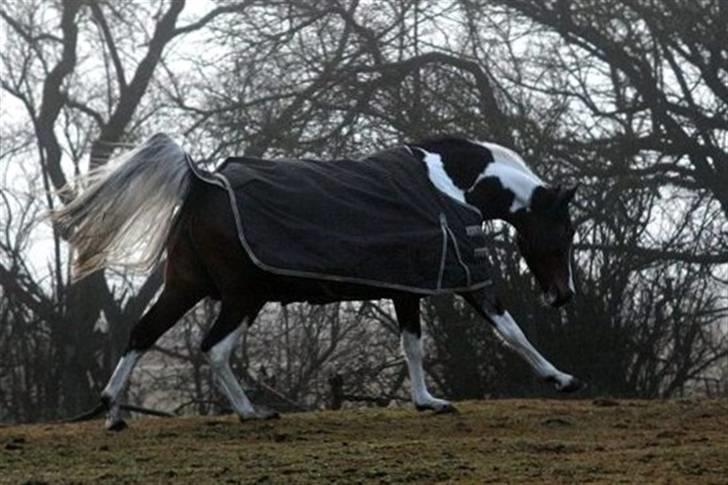 Pinto Indie (PONY) billede 7