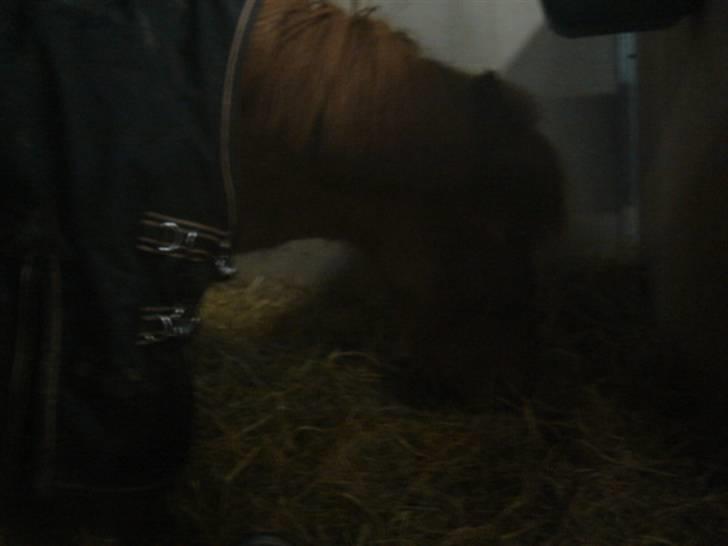 Anden særlig race Hugo billede 6