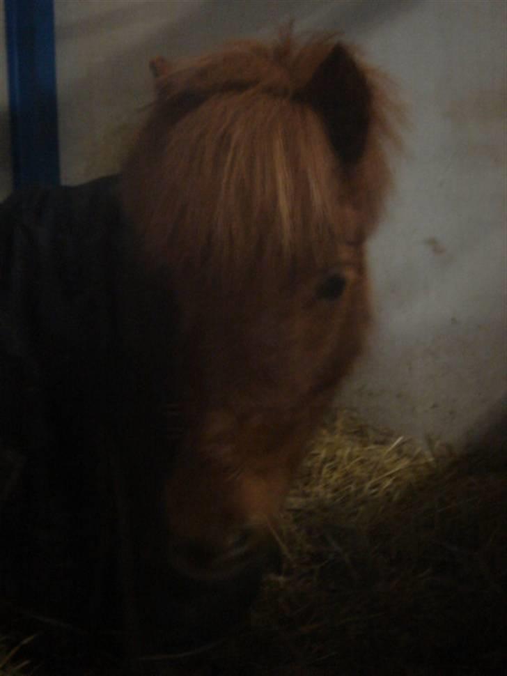 Anden særlig race Hugo billede 7