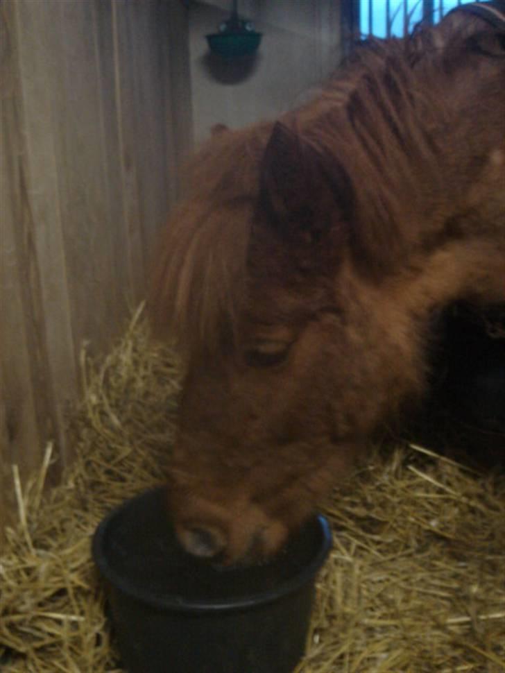 Anden særlig race Hugo billede 8