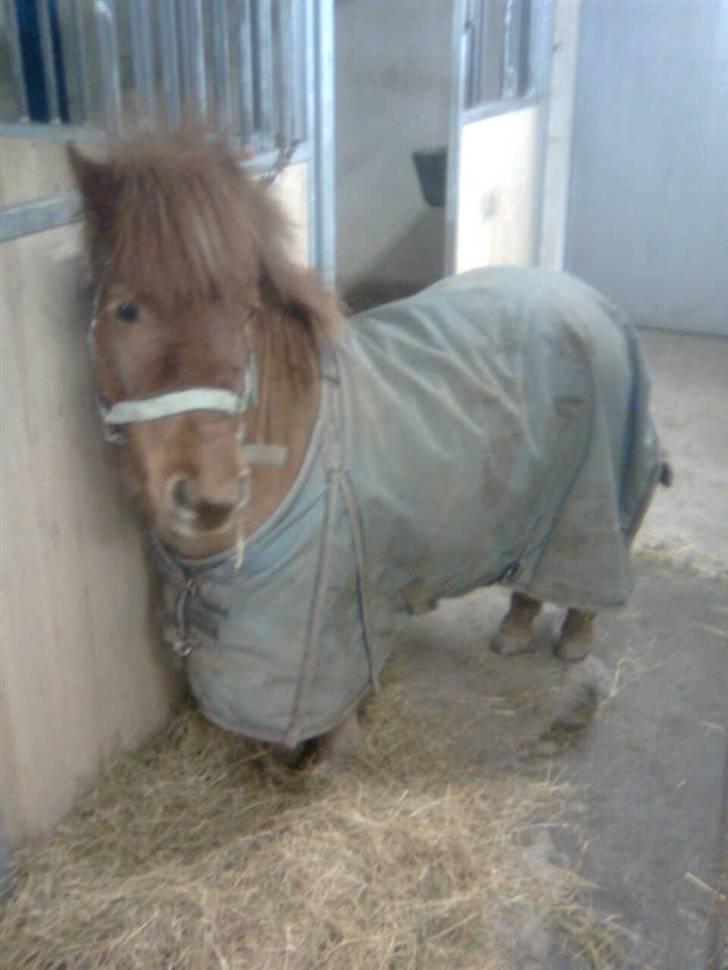 Anden særlig race Hugo billede 9