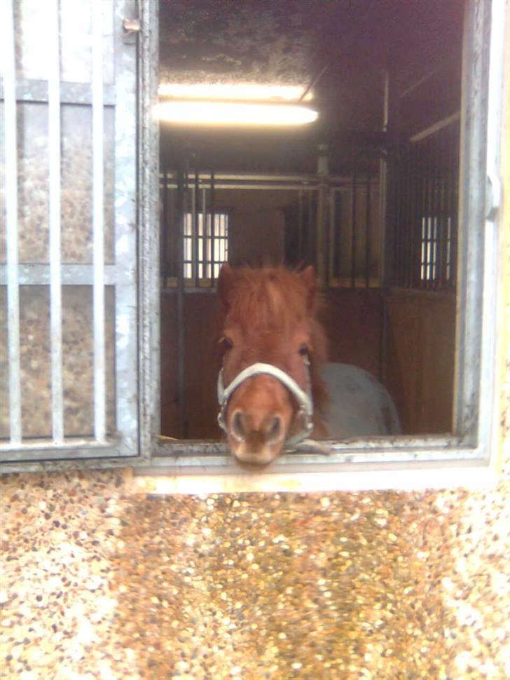 Anden særlig race Hugo billede 10