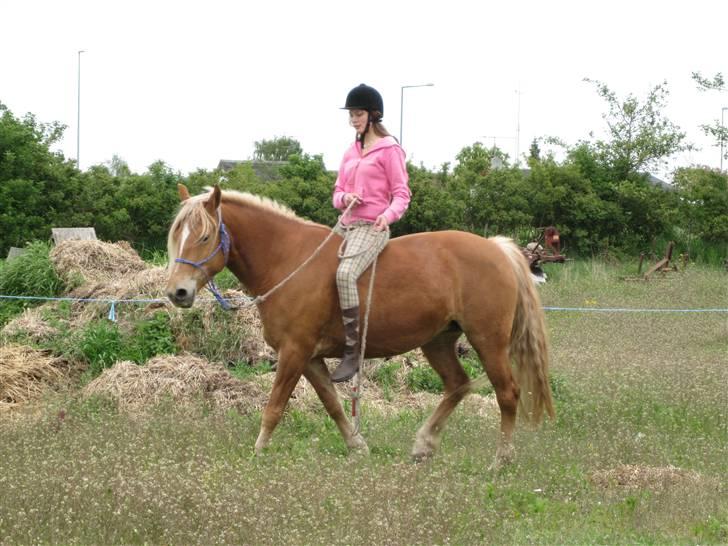 Anden særlig race Cha-Cha - Ridning i rebgrime og tov Fotograf: Mille billede 17