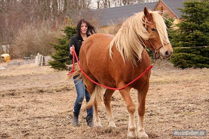 Anden særlig race Cha-Cha - At bakke Fotograf: Randi billede 18