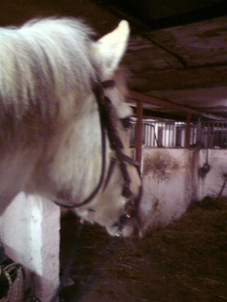 Connemara Nygaards Kisser - NYT billede 20