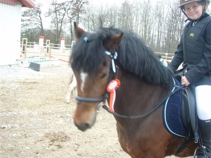 New Forest Marcho's Mistrall (lukas) R.I.P billede 9