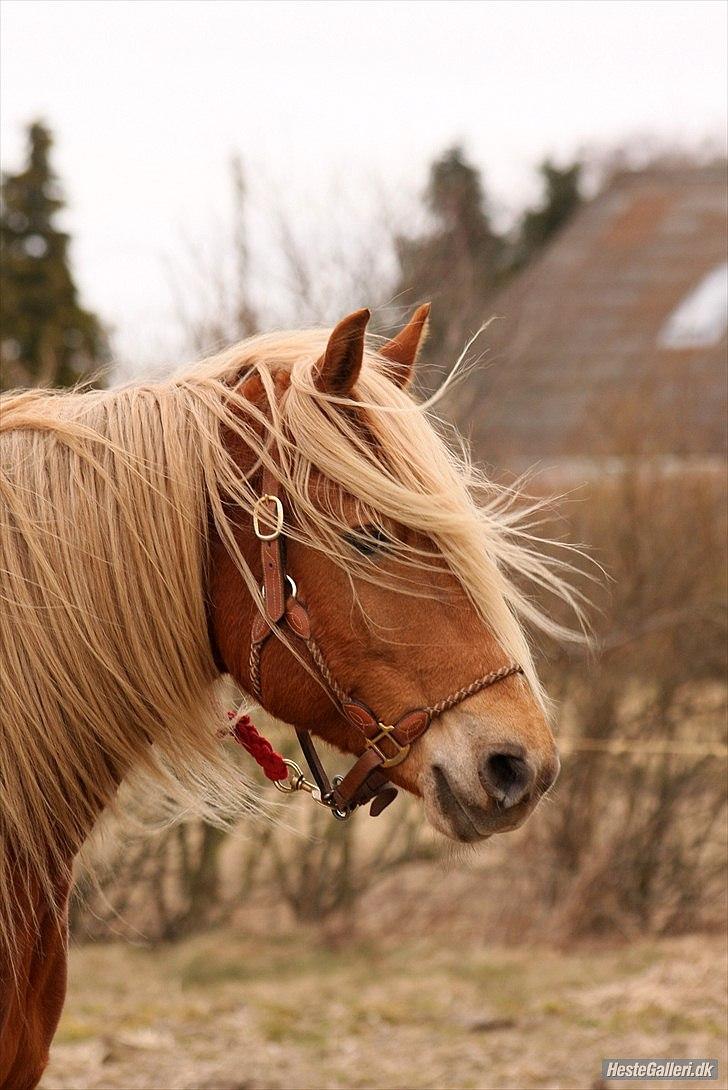 Anden særlig race Cha-Cha - Cha-Cha Fotograf: Randi billede 19