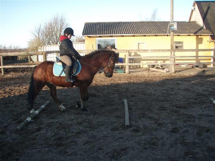 New Forest Marcho's Mistrall (lukas) R.I.P billede 10