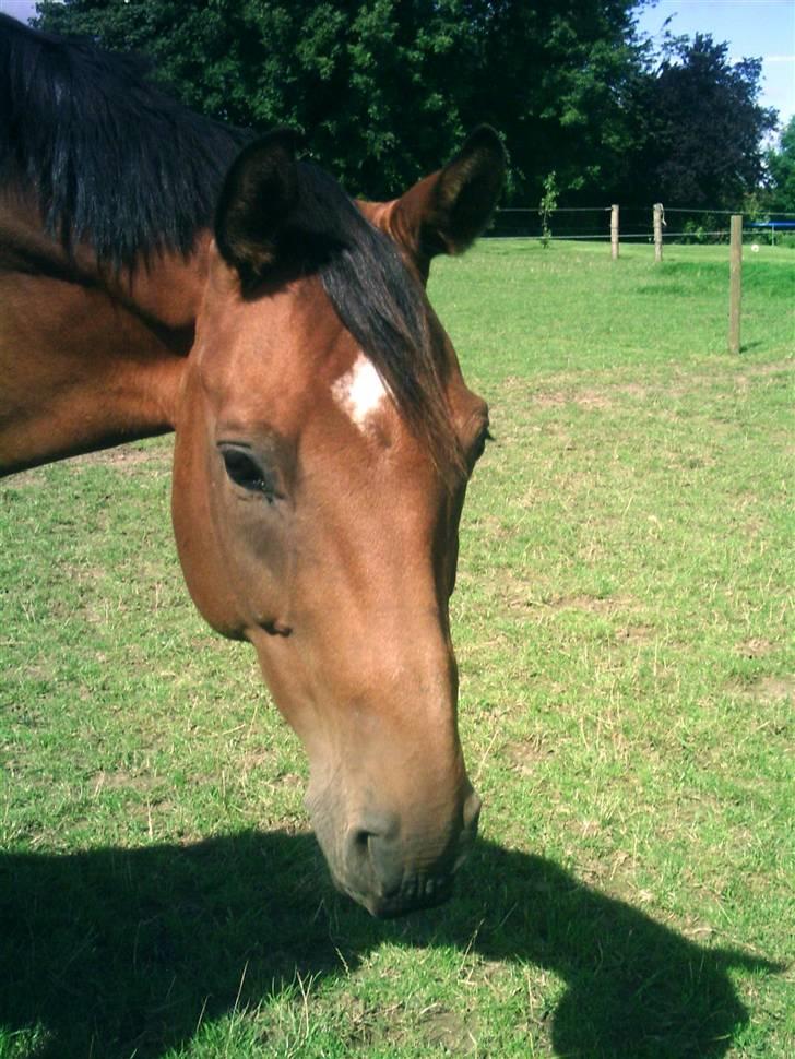 Dansk Varmblod Aladdin M.M •Ladde• - Sommer 2008 billede 5