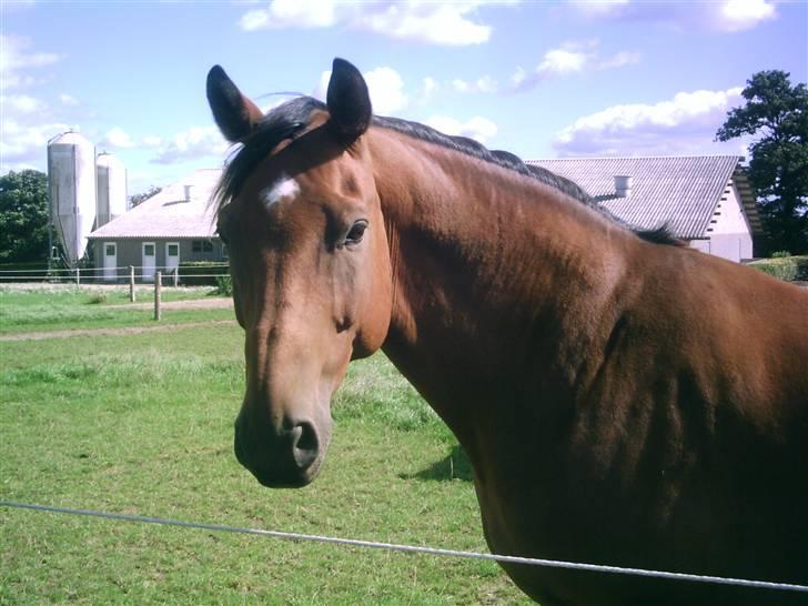 Dansk Varmblod Aladdin M.M •Ladde• - Sommer 2008 billede 6