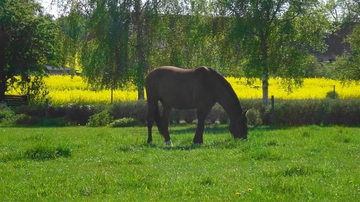 Dansk Varmblod Aladdin M.M •Ladde• - Sommer 2008 billede 7