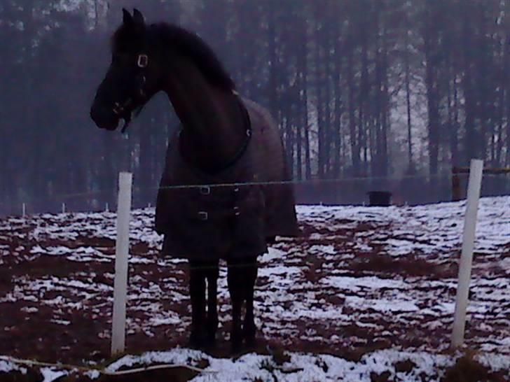 New Forest Young Winsome's Fidelia - vinter 2009 ;)<3 billede 18
