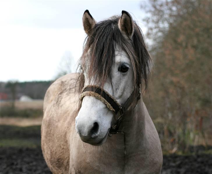 Anden særlig race Roosgårdens Cornelius  billede 9