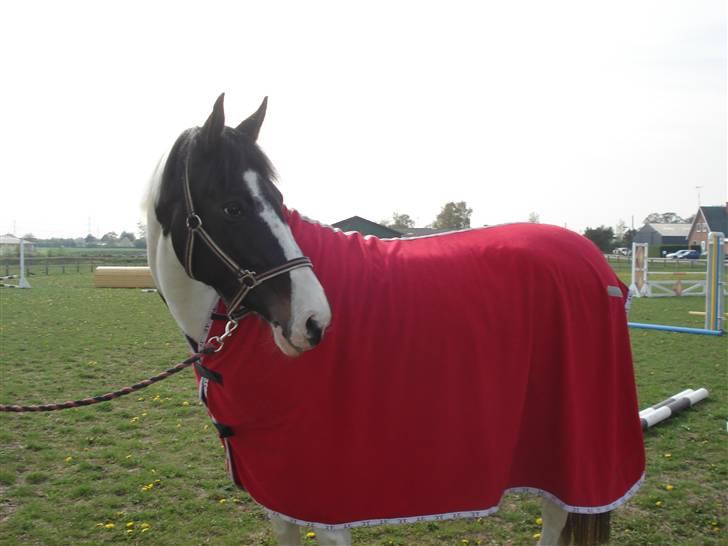 Pinto moonlights givea. - lidt mere rødt billede 5