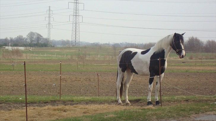 Pinto moonlights givea. billede 6