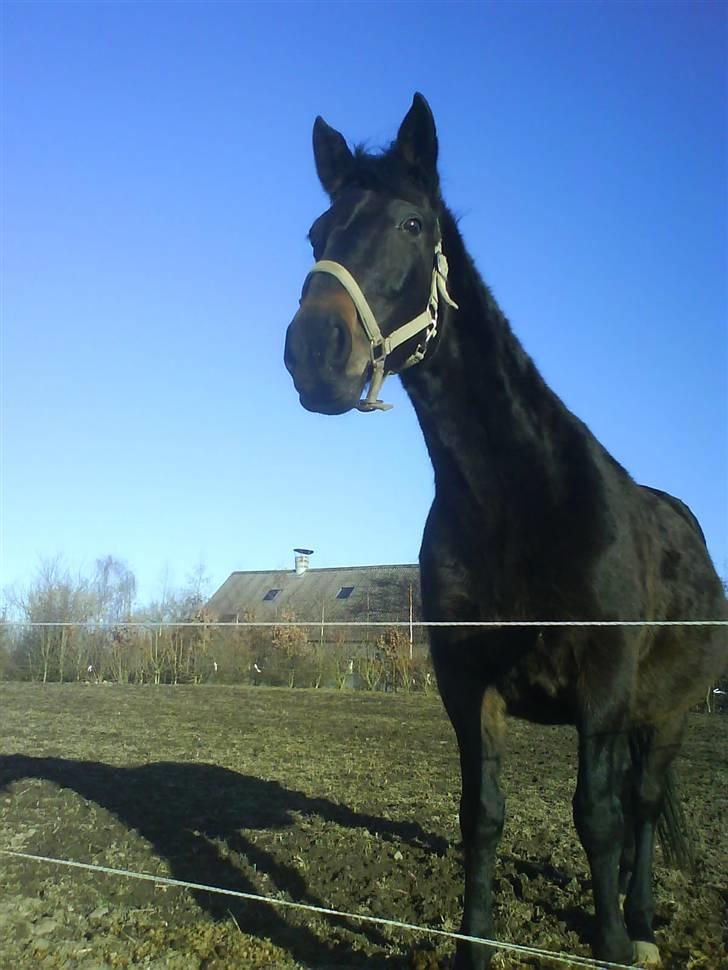 Oldenborg Beatrix SOLGT billede 1