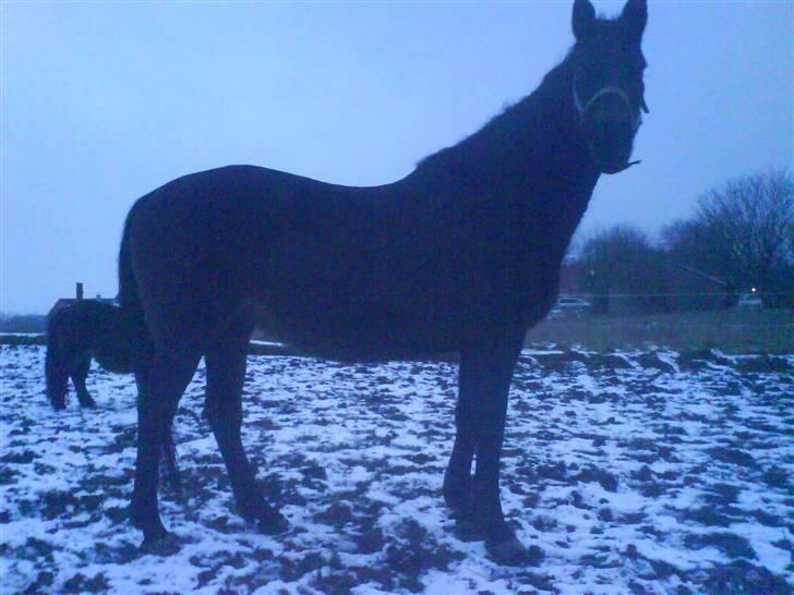 Oldenborg Beatrix SOLGT billede 2