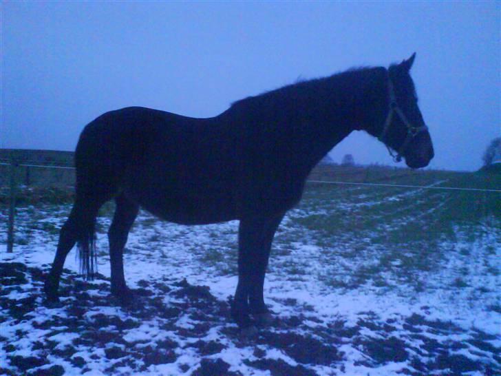 Oldenborg Beatrix SOLGT billede 4