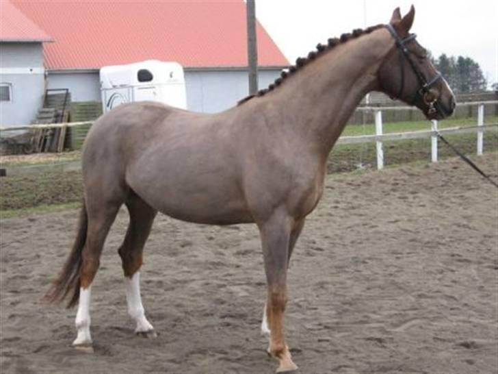 Anden særlig race Jumping Jack Flash R.I.P - er jeg ikke bare total smuk og dejlig billede 5