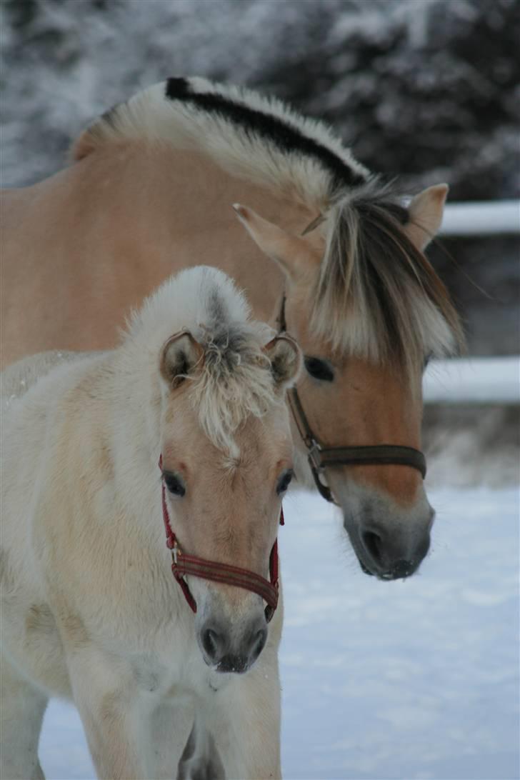 Fjordhest Juliette Halsnæs billede 7