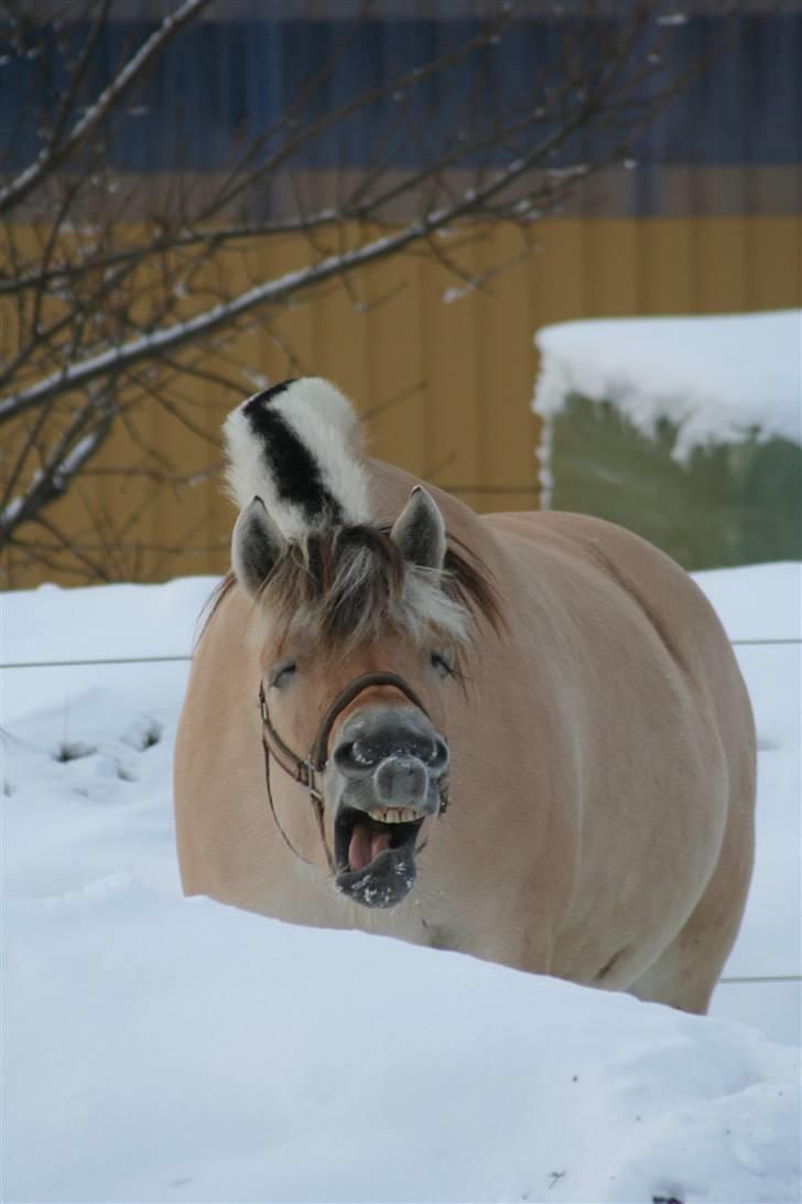 Fjordhest Juliette Halsnæs - Det er godt nok koldt det hersens sne  (foto: Mille) billede 9