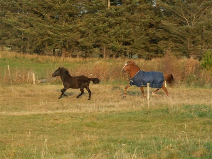 New Forest Calandias Red Carnation billede 15