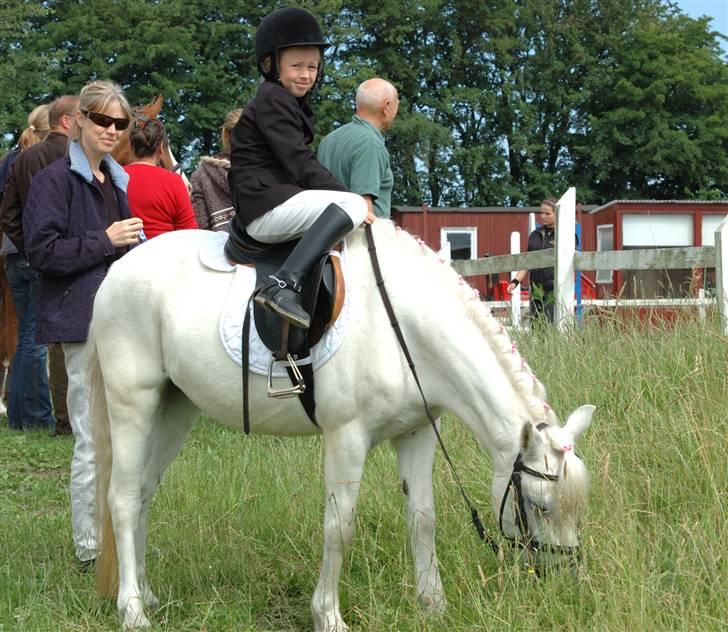 Welsh Mountain (sec A) Crowns Happy Moon - enelig en pause grææææææs!!!!!!!!! billede 5