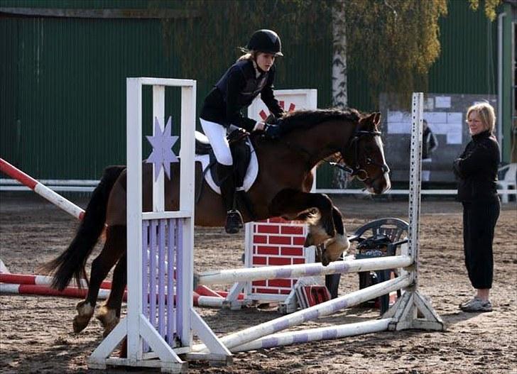 Welsh Pony (sec B) Velvet *SAVNET* - #8# Foto:  AGR (AllerupGaard Rideklub) billede 1