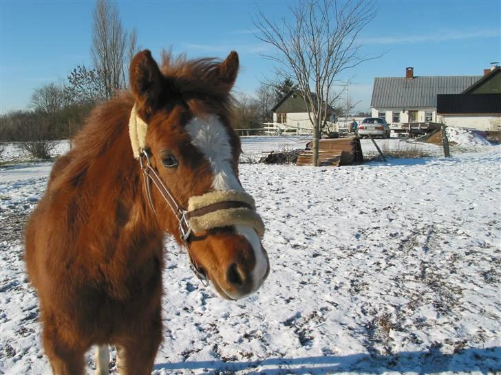 New Forest Nemo *Solgt* - Nemo i sne den 17. februar 2009 billede 13