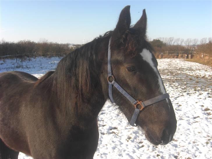 Oldenborg Følle billede 8