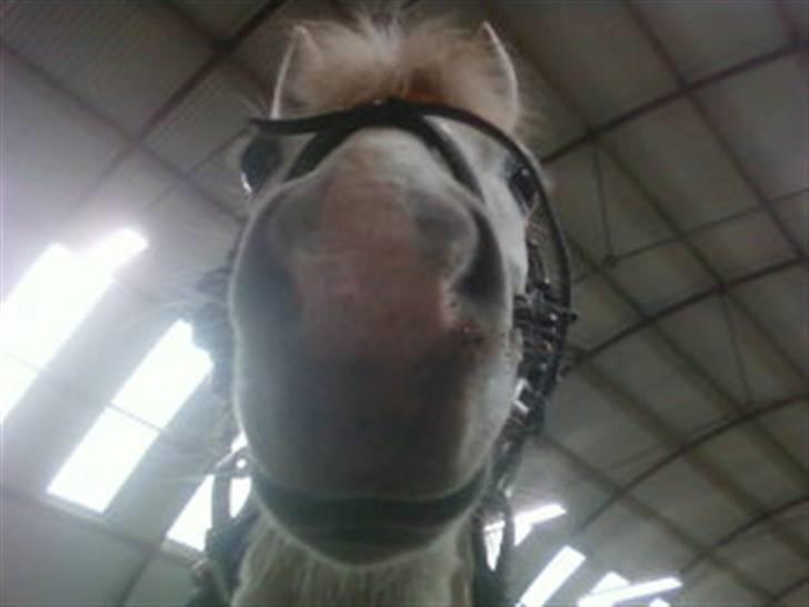 Anden særlig race Stardust - Hej Tykke ? xD billede 19