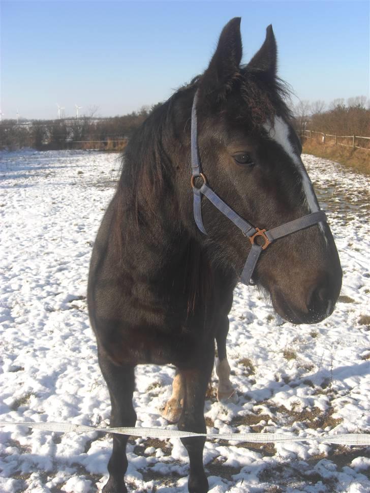 Oldenborg Følle billede 11