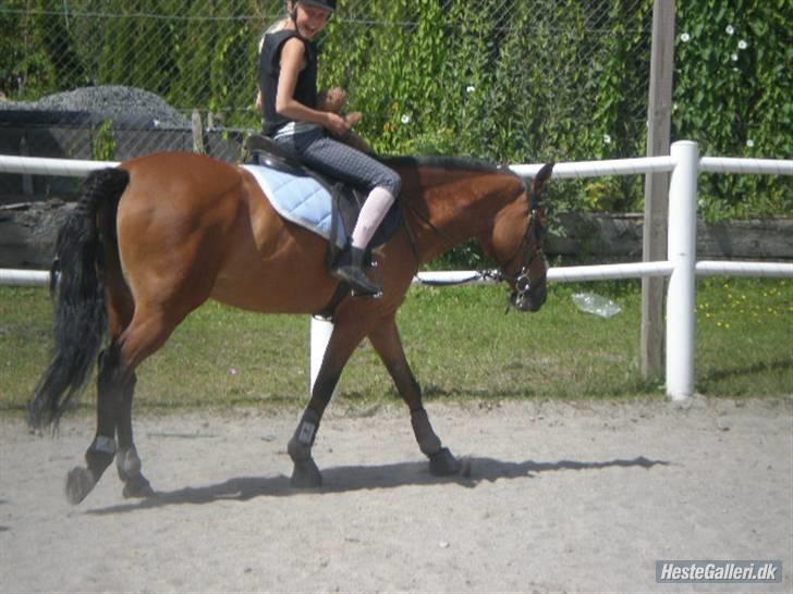 Anden særlig race klokkeblomst SOLGT - Clara, Klokke & Hygge hunden på Ibstrup ridelejr. Fotograf: Frej <3 billede 7