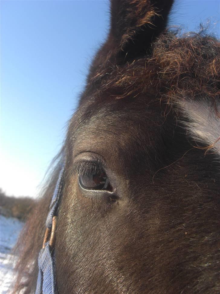 Oldenborg Følle billede 12