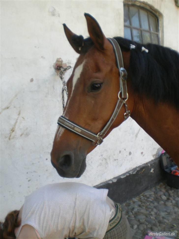 Anden særlig race klokkeblomst SOLGT - Til springstævne på Ibstrup ridelejr 2008. Fotograf: Bene <3 billede 11