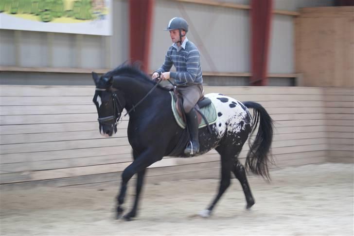 Knabstrupper Ulvegårdens Napoleon. - Super godt arbejde. Foto: Rikke. billede 4