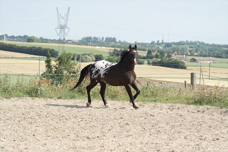 Knabstrupper Ulvegårdens Napoleon. billede 6