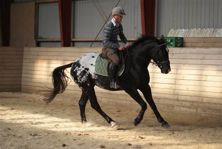 Knabstrupper Ulvegårdens Napoleon. - Tilridning i fuld gang. Foto: Rikke. billede 7