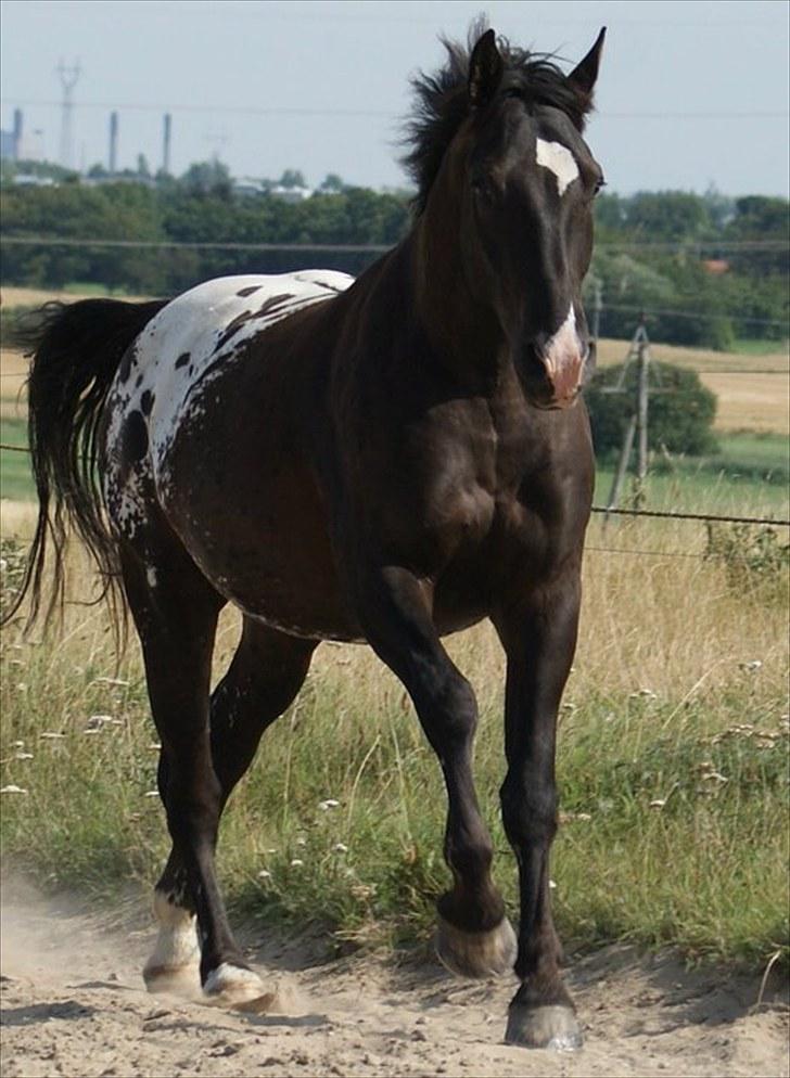 Knabstrupper Ulvegårdens Napoleon. - Foto: Rikke Thomsen. billede 12