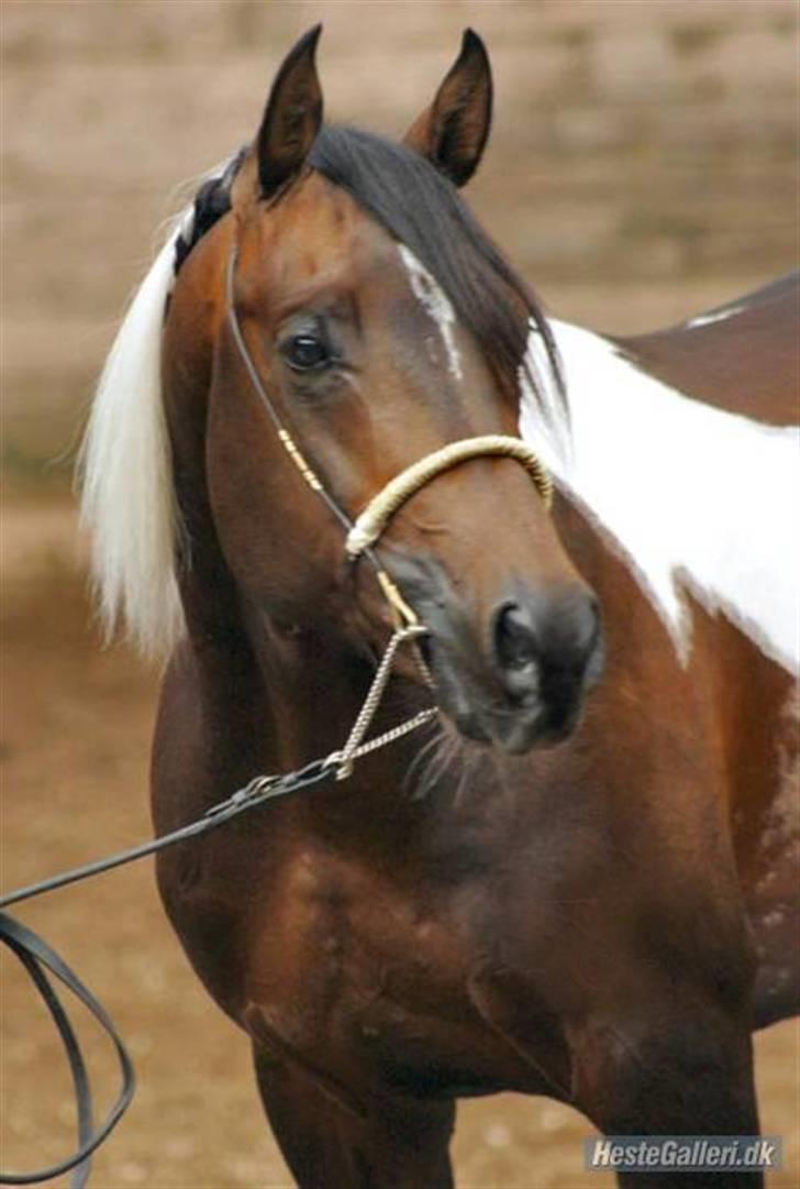 Pinto Araber El Hakim  - Foto taget af TC Foto - hakim  efterår 2006 billede 1