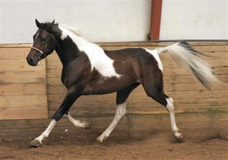 Pinto Araber El Hakim  - Foto taget af TC Foto billede 2