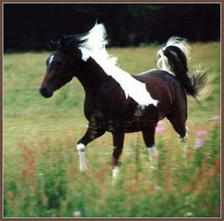 Pinto Araber El Hakim  billede 3