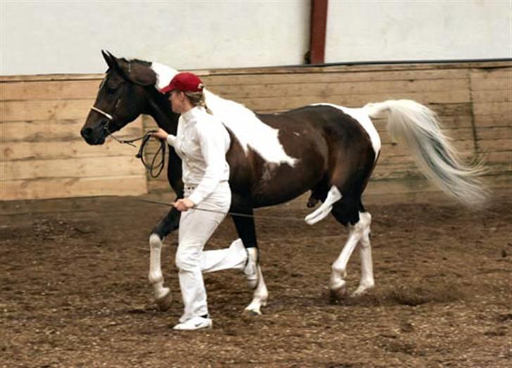 Pinto Araber El Hakim  - Foto taget af TC Foto billede 4